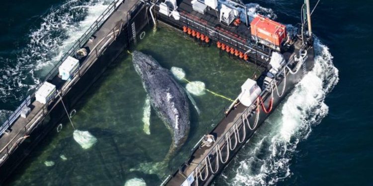 Ballena jorobada Timmy es trasladada al mar del Norte tras semanas varada en Alemania