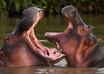 Colombia sacrificara hipopotamos de Pablo Escobar por crisis ambiental