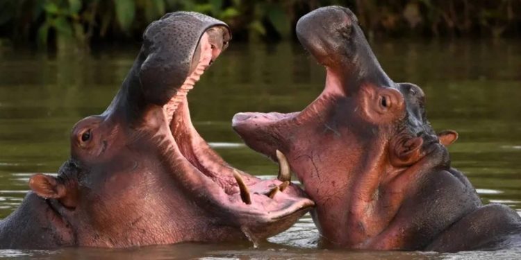 Colombia sacrificara hipopotamos de Pablo Escobar por crisis ambiental