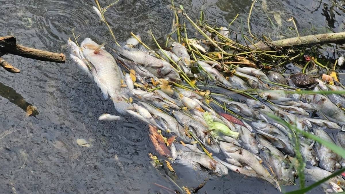 Conagua explica la causa de la muerte de peces