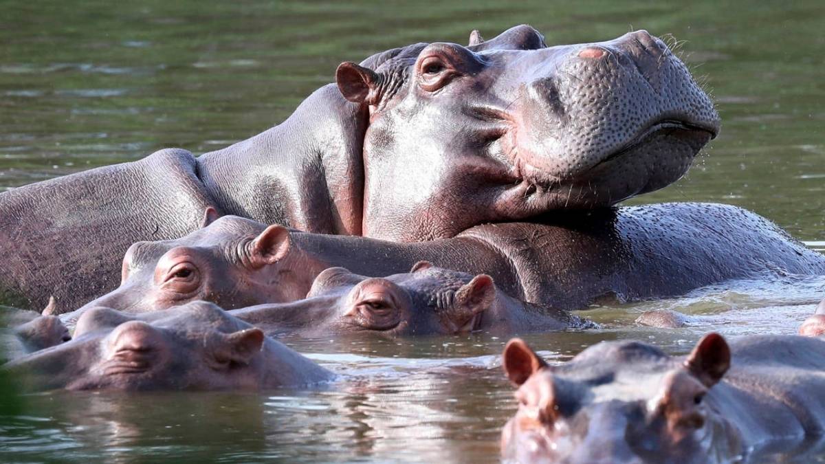 Hipopotamos en Colombia una especie fuera de control