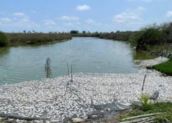 Muerte masiva de peces entre Tamaulipas y Veracruz Conagua descarta derrame de hidrocarburos