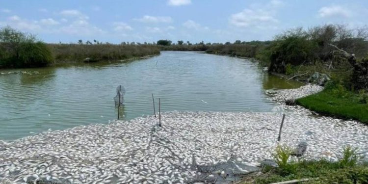 Muerte masiva de peces entre Tamaulipas y Veracruz Conagua descarta derrame de hidrocarburos