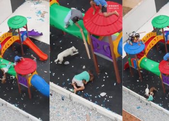 Niño es atacado por un pitbull en un parque infantil de São Paulo, Brasil