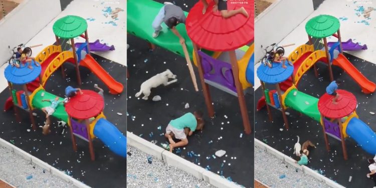 Niño es atacado por un pitbull en un parque infantil de São Paulo, Brasil