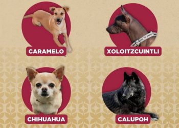 Perro Caramelo ya es reconocido como simbolo canino en Mexico PROPAEM impulsa adopcion responsable