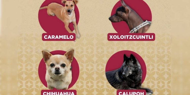 Perro Caramelo ya es reconocido como simbolo canino en Mexico PROPAEM impulsa adopcion responsable