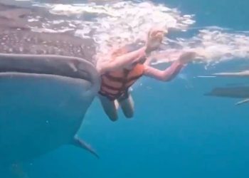 Tiburón ballena golpea a mujer en Aguas de Cebú, Filipinas