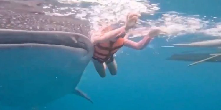 Tiburón ballena golpea a mujer en Aguas de Cebú, Filipinas