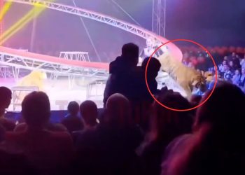 Tigre salta hacia el público en espectáculo de circo en Rusia