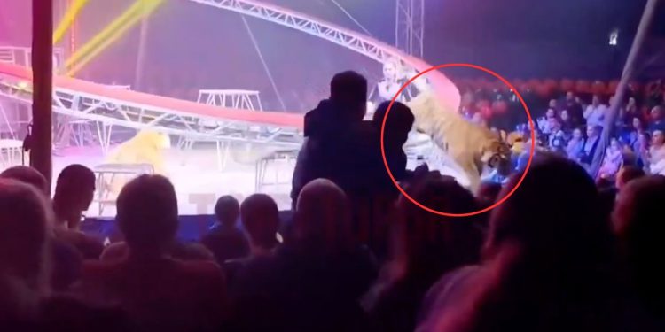 Tigre salta hacia el público en espectáculo de circo en Rusia