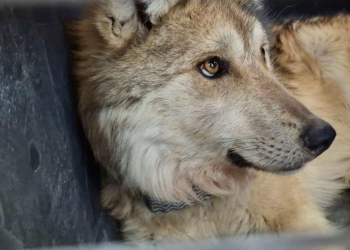 lobos mexicanos Durango: Liberan Familia en Sierra