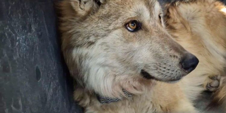 lobos mexicanos Durango: Liberan Familia en Sierra