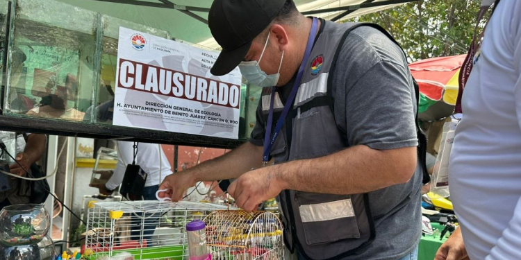 Fauna silvestre rescate Cancún: Ecología actúa