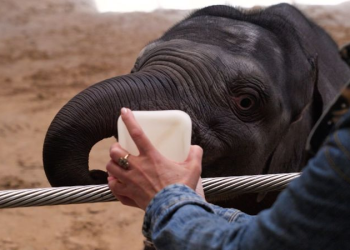 Cría de elefante asiático nace en Smithsonian