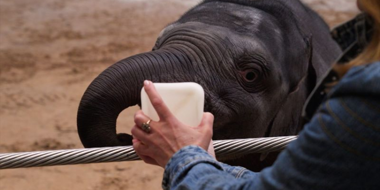 Cría de elefante asiático nace en Smithsonian