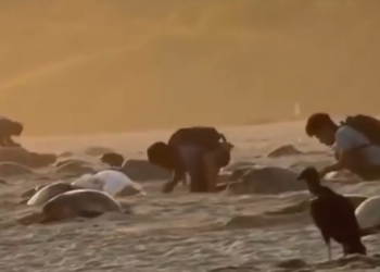 Robo de Huevos de Tortuga: Investigan Video Viral