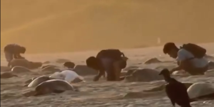 Robo de Huevos de Tortuga: Investigan Video Viral