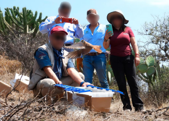 Profepa libera lechuzas en Reserva de Meztitlán