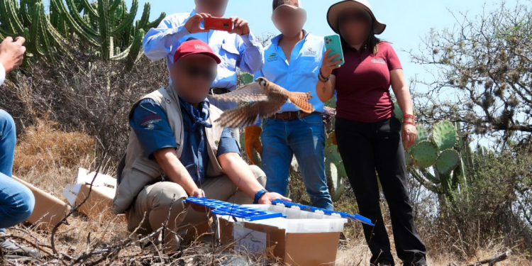 Profepa libera lechuzas en Reserva de Meztitlán