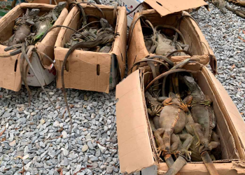 Profepa denuncia iguanas Oaxaca en caso de tráfico