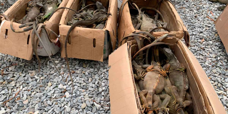 Profepa denuncia iguanas Oaxaca en caso de tráfico