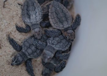 Buscan disminuir daños a tortuga marina en Cancún