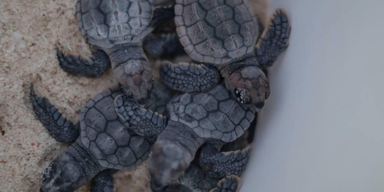 Buscan disminuir daños a tortuga marina en Cancún