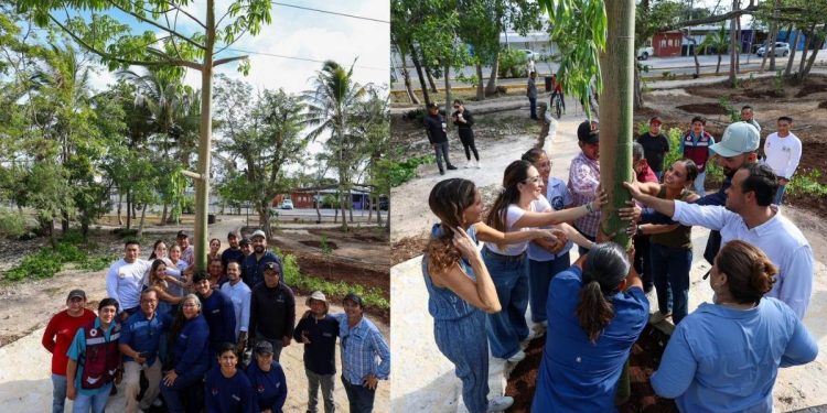Ana Paty Peralta reafirma compromiso ambiental con trasplante de ceiba en Cancun