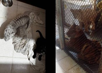 Aseguran local con fauna exotica en Playa del Carmen por presunta crueldad animal