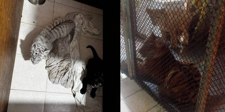 Aseguran local con fauna exotica en Playa del Carmen por presunta crueldad animal