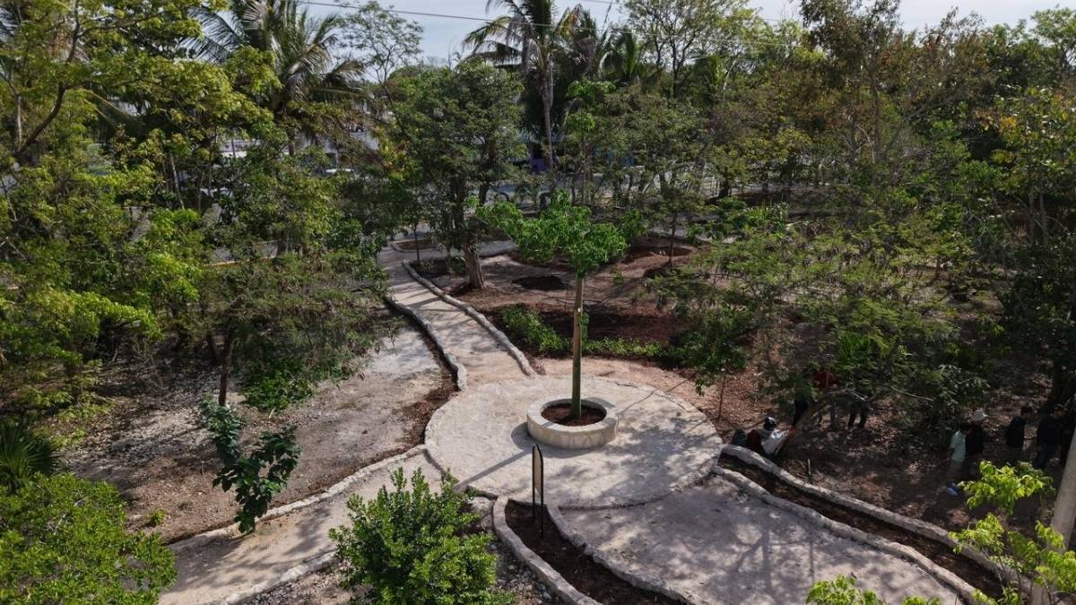 Ceiba ayudara a rehabilitar ecosistema en Cancun