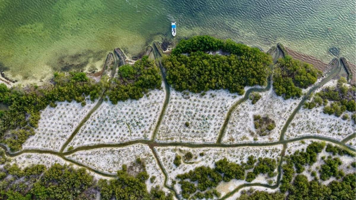 Conservacion de manglares en la Laguna Nichupte prioridad para Cancun