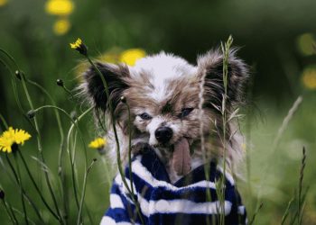 Muere Lazare el perro más longevo del mundo a los 30 años