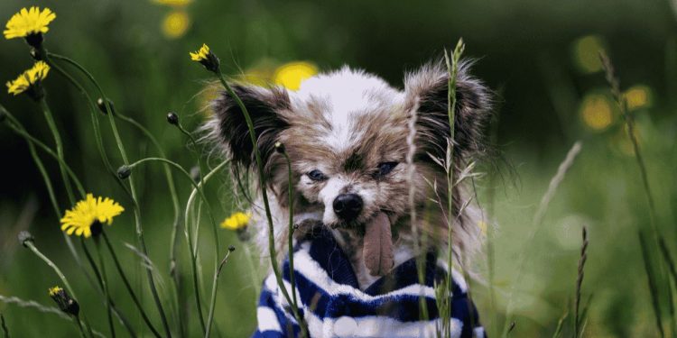 Muere Lazare el perro más longevo del mundo a los 30 años