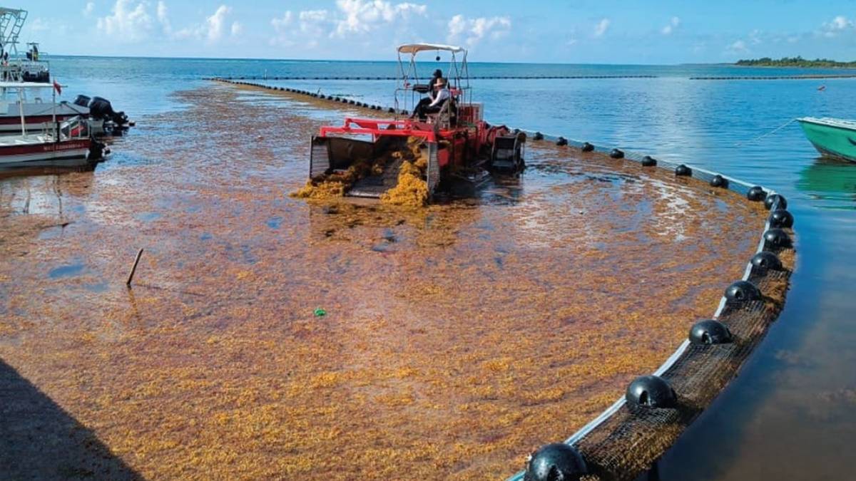 Pronostico de sargazo en Quintana Roo 2026 podria alcanzar 130 mil toneladas