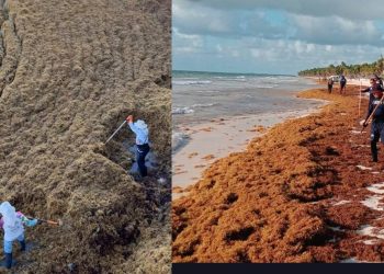 Semar recolecta mas de 28 mil toneladas de sargazo en Quintana Roo y alertan aumento del 30