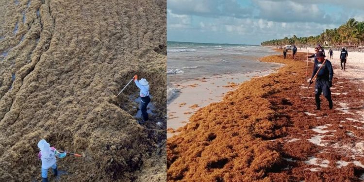 Semar recolecta mas de 28 mil toneladas de sargazo en Quintana Roo y alertan aumento del 30