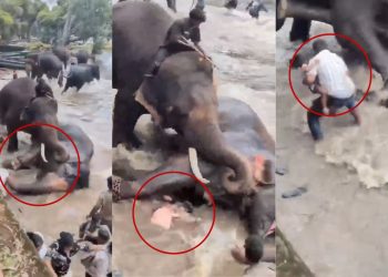 Turista muere pisoteada en pelea entre dos elefantes cuando los bañaba en India