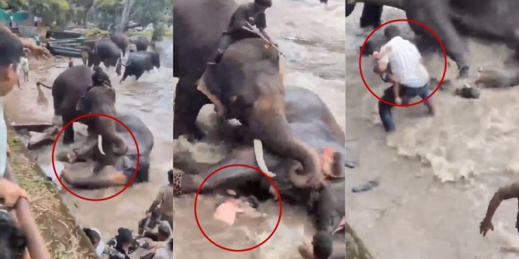 Turista muere pisoteada en pelea entre dos elefantes cuando los bañaba en India