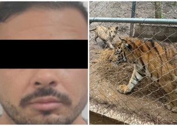 Arrestan a operador clave del Cártel del Noreste en Nuevo León; aseguran inmuebles y equipo táctico