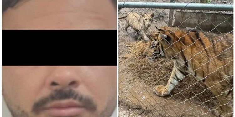 Arrestan a operador clave del Cártel del Noreste en Nuevo León; aseguran inmuebles y equipo táctico