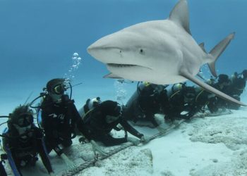 Reportan estables las poblaciones de tiburón toro en el Caribe Mexicano