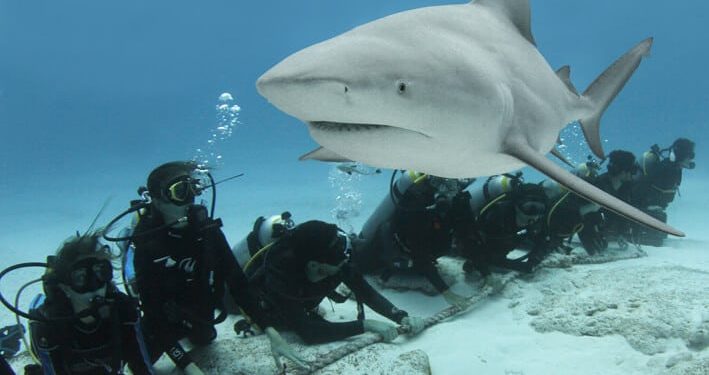 Reportan estables las poblaciones de tiburón toro en el Caribe Mexicano