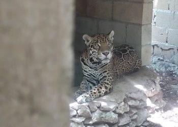 Rescatan nueve jaguares que permanecían en cautiverio en Playa del Carmen