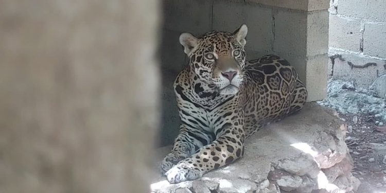 Rescatan nueve jaguares que permanecían en cautiverio en Playa del Carmen