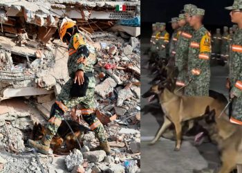 Arkadas y los perros rescatistas mexicanos ayudan en labores de rescate tras terremotos en Venezuela