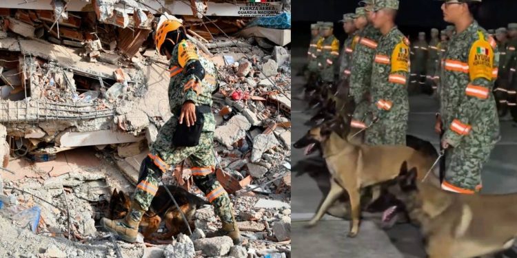 Arkadas y los perros rescatistas mexicanos ayudan en labores de rescate tras terremotos en Venezuela