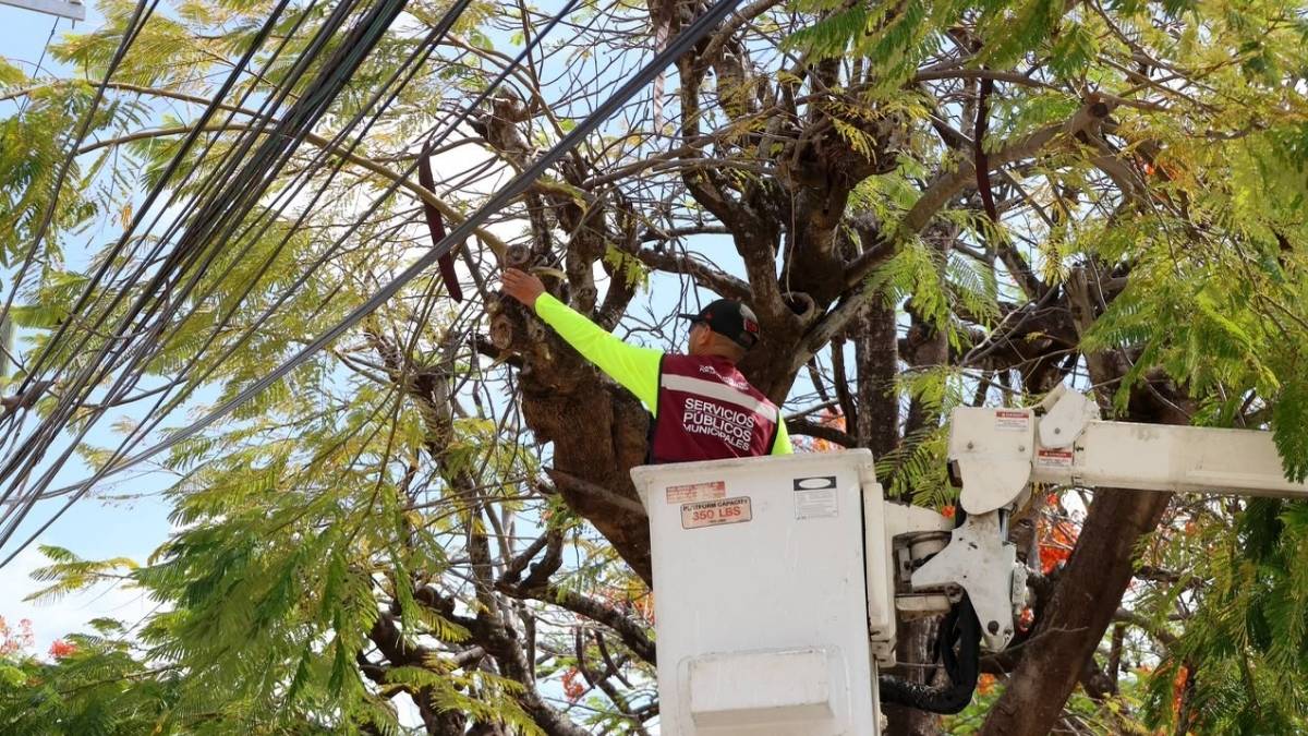 Calendario para trabajos de limpieza de cableado aereo en Cancun