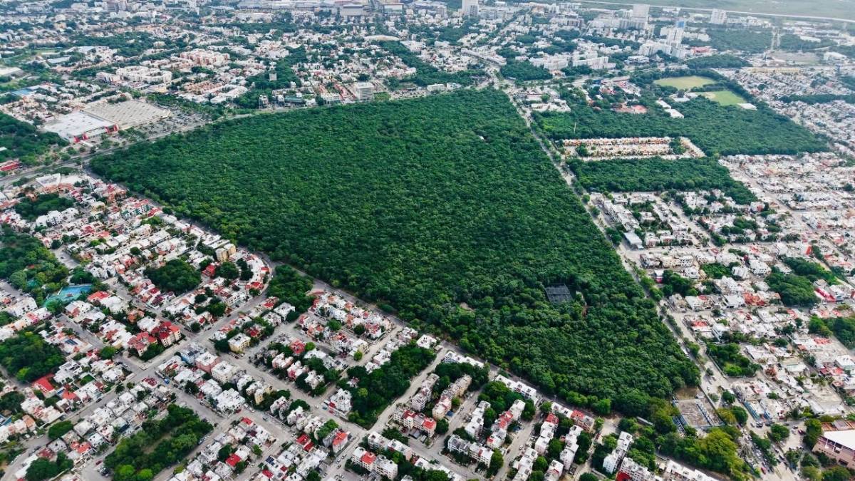 Cancún recibe distintivo internacional que lo suma a las Ciudades Árbol del Mundo